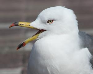 Larus crassirostris