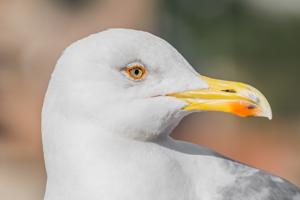 Larus michahellis