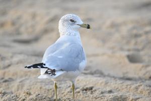 utils/thumbs/Laridae/Leucophaeus_fvhixiNb5uFTQyjgPcusf5.jpg