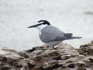utils/thumbs/Laridae/Onychoprion_E6f6ys7ihUgunHwer34Dne.jpg