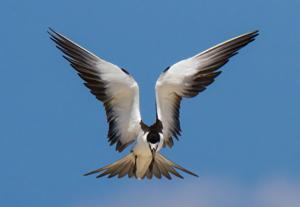 Onychoprion fuscatus