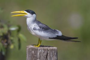 utils/thumbs/Laridae/Phaetusa_kogVUFw8MB2fqXwxBGbSDK.jpg