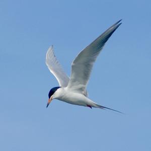 Sterna forsteri