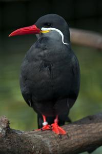 Larosterna inca