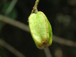Barringtonia acutangula