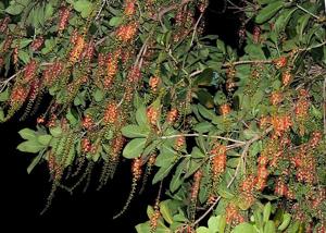 Barringtonia acutangula