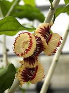 utils/thumbs/Lecythidaceae/Napoleonaea_ejBiRbXmFN5wL5uFZ9amdD.jpg