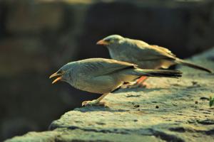 Argya striata