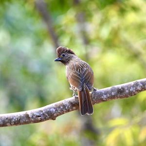 Grammatoptila striata