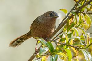 Grammatoptila striata