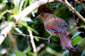 utils/thumbs/Leiothrichidae/Grammatoptila_iwySbGbm4zD6ATBgns2cwU.jpg