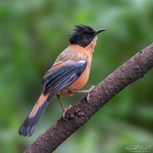 utils/thumbs/Leiothrichidae/Heterophasia_dzaisWjy94gCjRxGMFAVy4.jpg