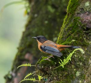 Heterophasia capistrata