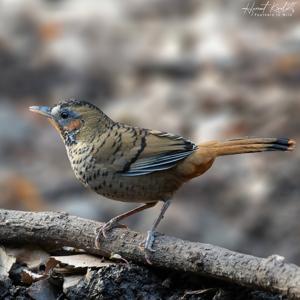 utils/thumbs/Leiothrichidae/Ianthocincla_FzqUuaHWKFwZwQtSgvd3MR.jpg