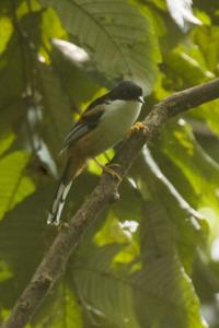 utils/thumbs/Leiothrichidae/Leioptila_Amvk45dg4mCDyPNZniES3J.jpg