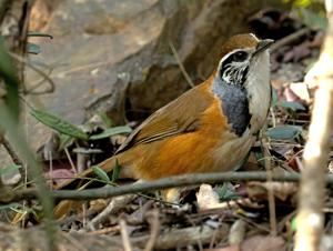 Pterorhinus pectoralis