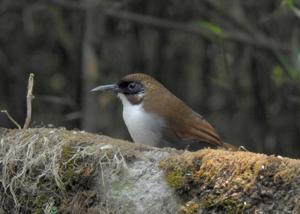 Pterorhinus caerulatus