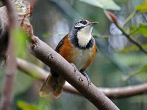 Pterorhinus pectoralis