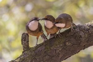 Pterorhinus albogularis