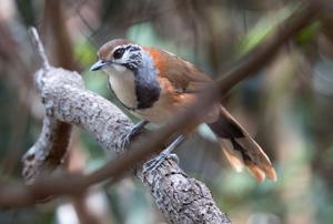 Pterorhinus pectoralis