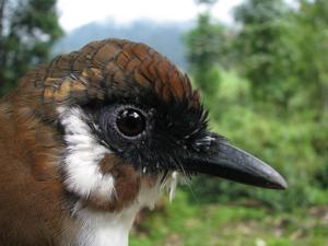 Pterorhinus caerulatus