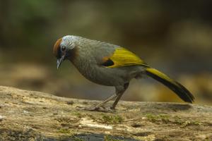 Trochalopteron melanostigma