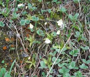 Pinguicula alpina