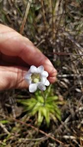 Pinguicula caerulea