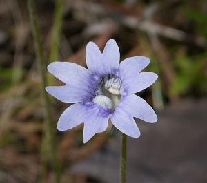 Pinguicula caerulea