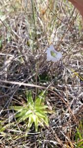 Pinguicula caerulea
