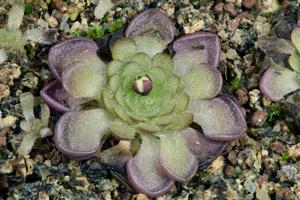 Pinguicula gracilis