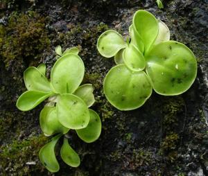 utils/thumbs/Lentibulariaceae/Pinguicula_nMqSjC2VXGYerx8uTdLirW.jpg