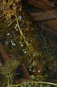 Utricularia vulgaris