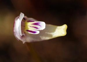 Utricularia violacea