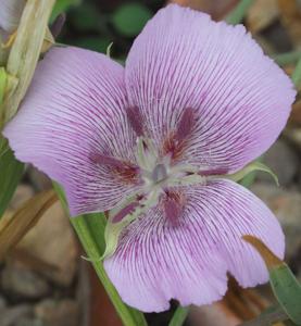 Calochortus striatus