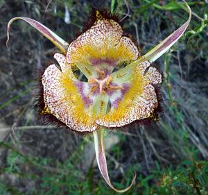 Calochortus fimbriatus