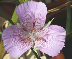 Calochortus striatus