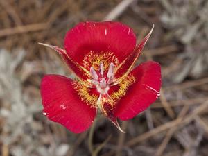 Calochortus venustus