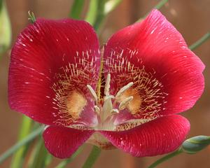 Calochortus venustus