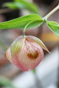 Calochortus albus