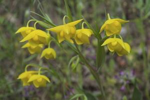 Calochortus amabilis