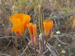 Calochortus kennedyi var. kennedyi