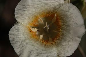 Calochortus subalpinus