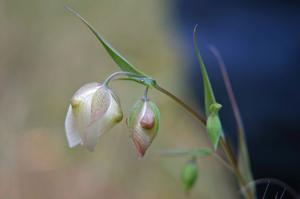 Calochortus albus