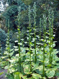 Cardiocrinum giganteum