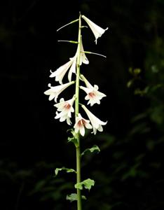 Cardiocrinum giganteum