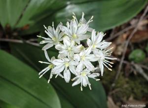utils/thumbs/Liliaceae/Clintonia_GiN3AA4eWJV4GuojQvyUDw.jpg