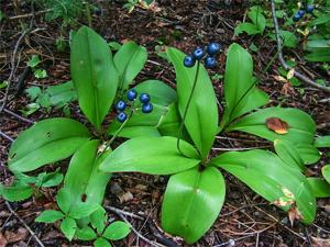 Clintonia borealis