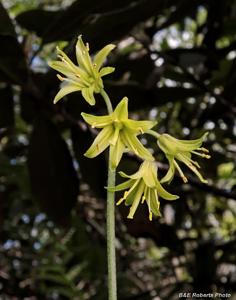 Clintonia borealis