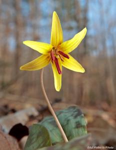 Erythronium umbilicatum
